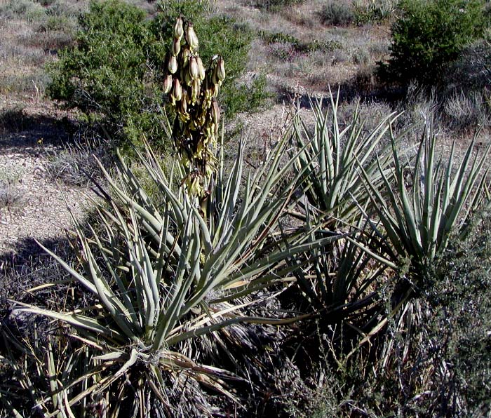 fat plants succulent seed f cactus 50 seeds yucca rigida