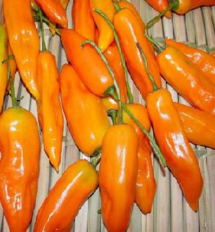 Trinidad YELLOW Chili Rare Sowing Bhut Exotic Fresh Import VERY HOT