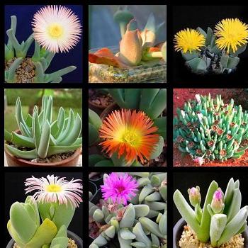 Echidnopsis ericiflora Succulent potted plants Will bloom Home plants high 3-4cm