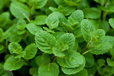 Herb Seeds Green Mr Fothergill/’s Seeds Ltd Mint Applemint