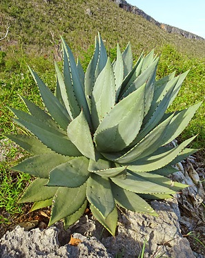 50 seeds of agave macroacantha succulents succulents seed C cacti