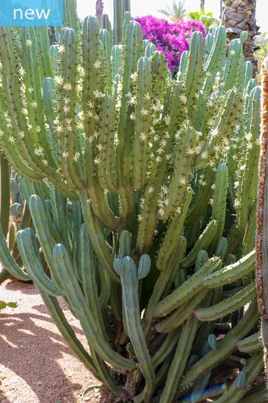 Matucana sp pink exotic rare cactus cacti seed 50 SEEDS 