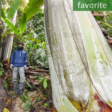 Banana Seeds in retail packets for the home gardener - Seedman.com