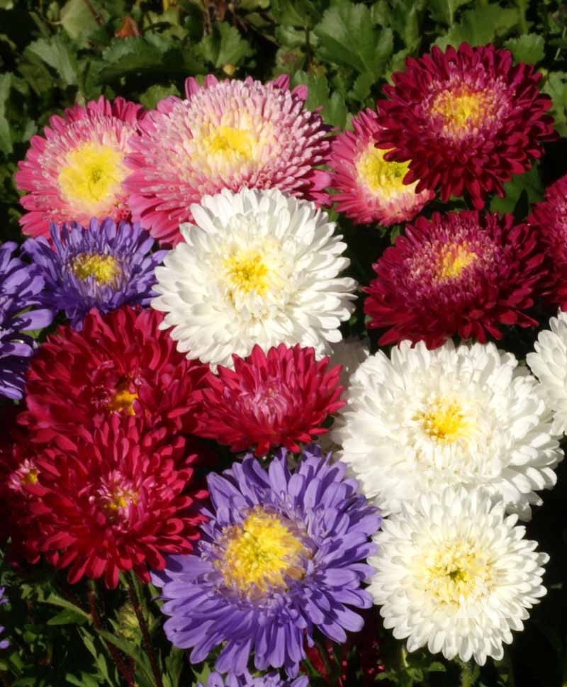 Aster china giant perfection mix Flower seeds 20