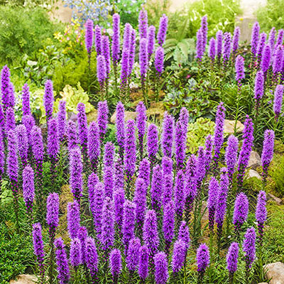 Jim's Favorite Blazing Star Flower Garden Seeds