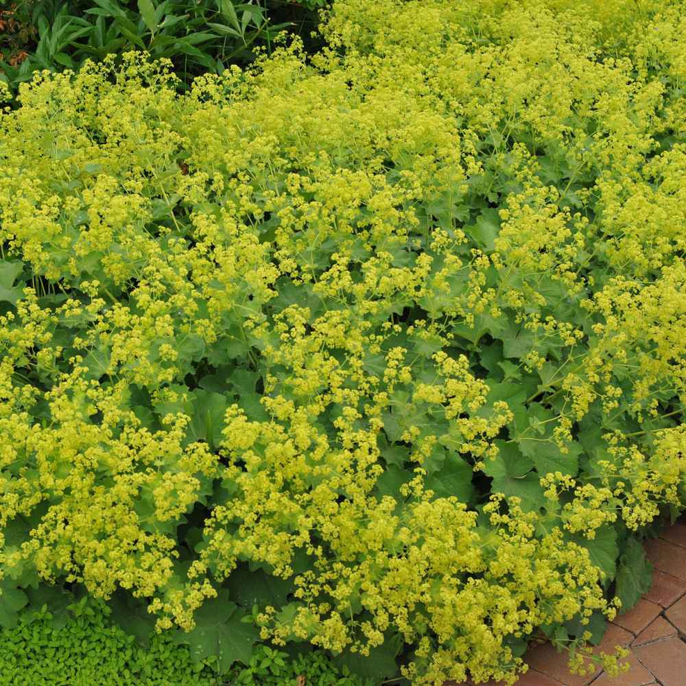 Lady's Mantle ( Alchemilla mollis )