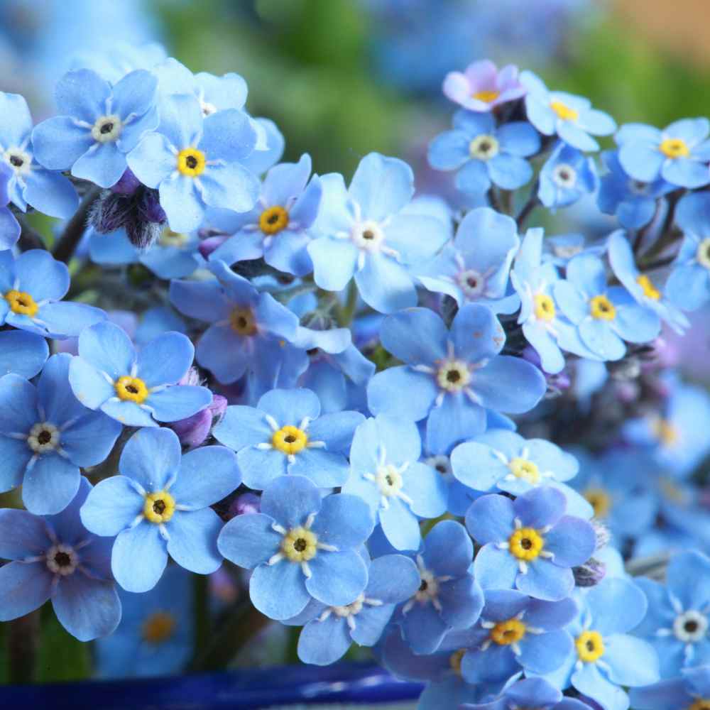 Forget-me-not - how to plant and grow myosotis, cute edge flowers