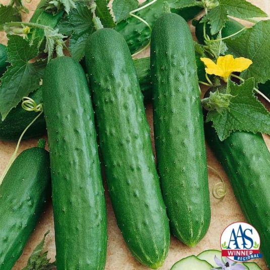 Raw Earth Colors English Cucumber Seeds for Planting Outdoors Home Garden - Burpless Hothouse Cucumber Seeds