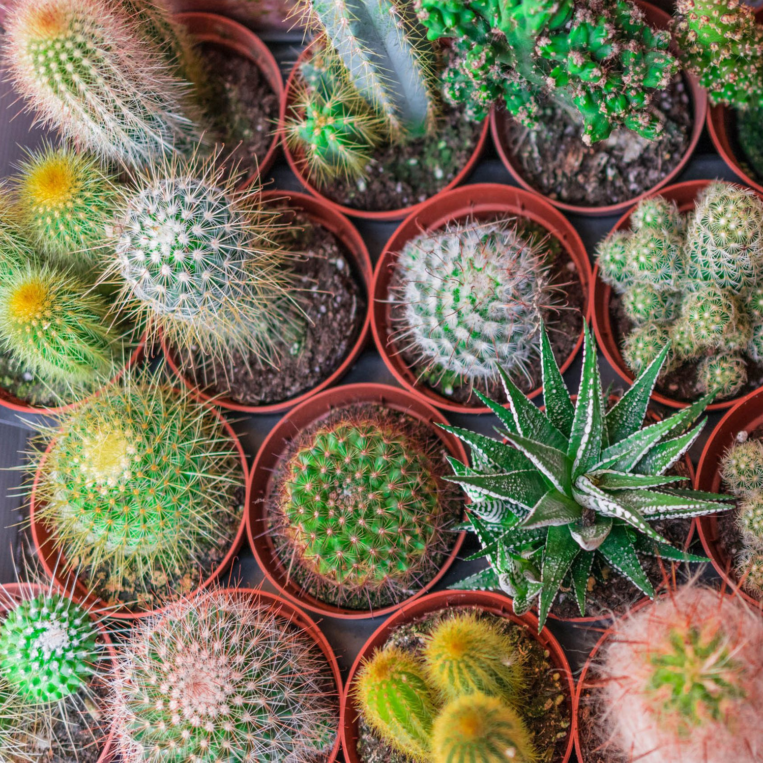 Unusual And Exotic Cacti Plants From Seeds