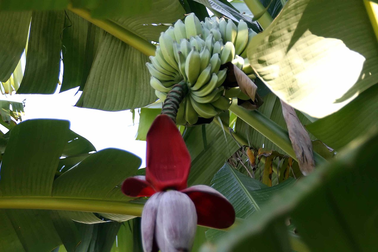 10/50 seeds Musa balbisiana Banana Tropical Plant Fruit Flower Red banana seeds